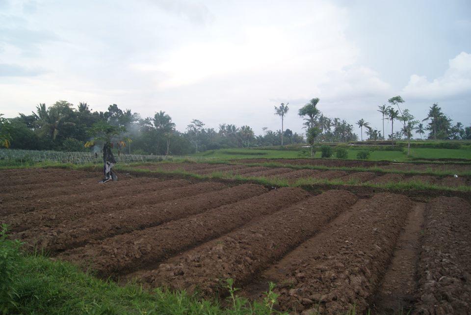 Tamansuruh Harris Ijen Crater Homestay מראה חיצוני תמונה